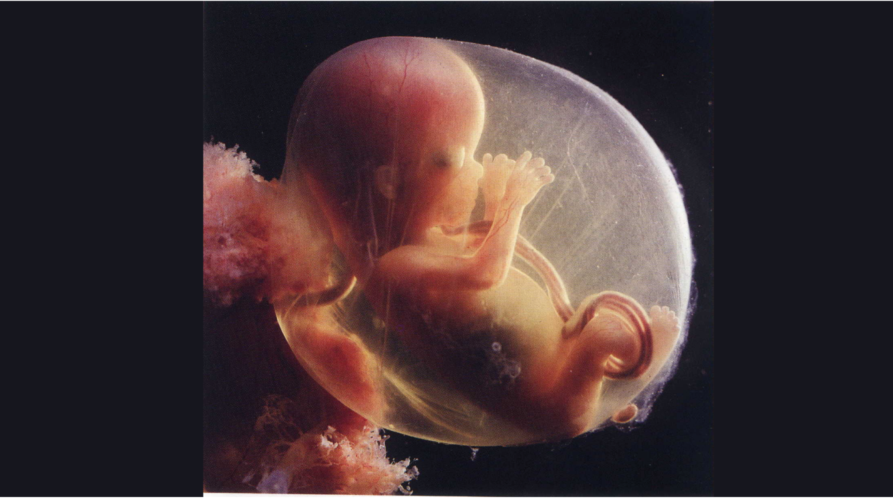Dissertation l embryon humain